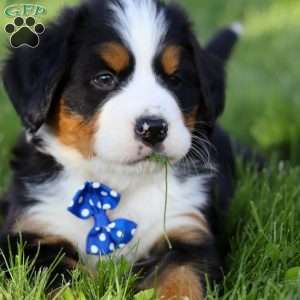 Zeke, Bernese Mountain Dog Puppy